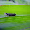 Leaf hopper