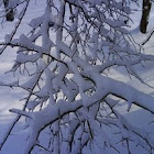 Tree in snow