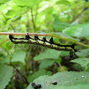 Ramie Moth