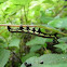 Ramie Moth