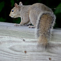Eastern Gray Squirrel