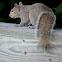 Eastern Gray Squirrel