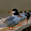 Forster's Tern