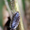 Ruwe pissebed (Porcellio scaber)