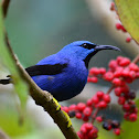 Mielero Reluciente - Shining Honeycreeper