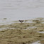 Spotted Sandpiper