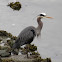 Great Blue Heron