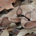 Southern Copperhead