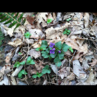 Violet