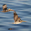 Brown Pelican