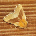 Forest Tent Caterpillar Moth
