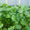 Cilantro