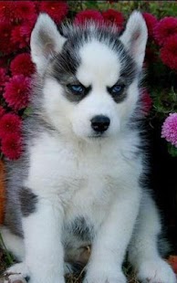 How to install Siberian Husky Wallpaper 2015 1.0 unlimited apk for bluestacks