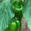 Green bell pepper