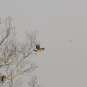 White-bellied Sea Eagle