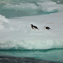 Gentoo Penguin