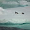 Gentoo Penguin