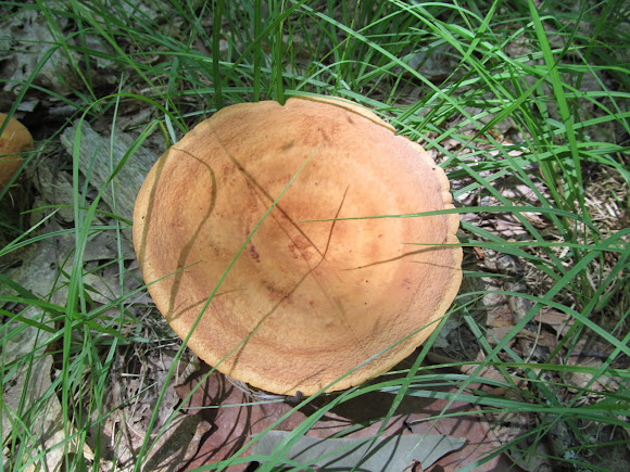 Spotting Image 1
