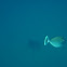 Spotted Eagle Ray