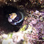 Banded or Barred Moray Eel
