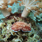 Chromodoris reticulata