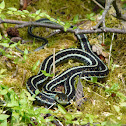 Garter snake