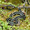 Garter snake