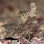 Gray Comma