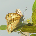 Grey pansy