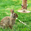 Eastern cottontail
