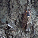 Cicada