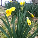 Daffodil