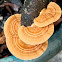 fungus