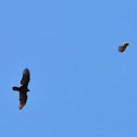 Red-Tailed Hawk