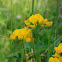 Bird's-foot Trefoil