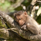 bonnet macaque