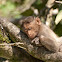 bonnet macaque