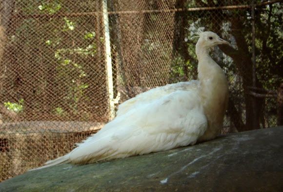 Spotting Image 1