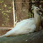 White peafowl