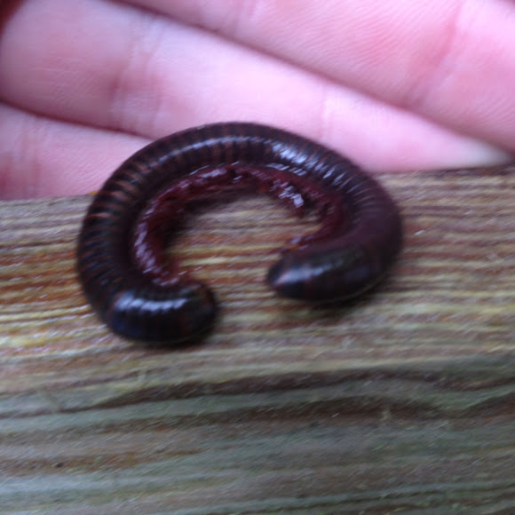Spotting Image 1