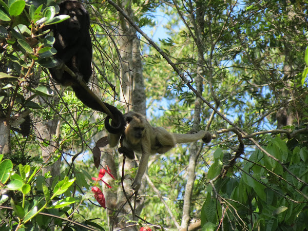 Black howler | Project Noah