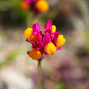 pineneedle toadflax