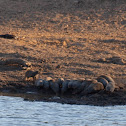 banded mangoose
