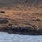 banded mangoose