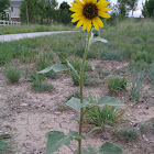 Common Sunflower