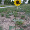 Common Sunflower