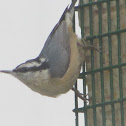 Red breasted Nuthatch