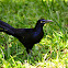 Great-tailed Grackle
