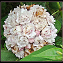 Rosette Clerodendrum