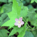 Purple-flowering Raspberry